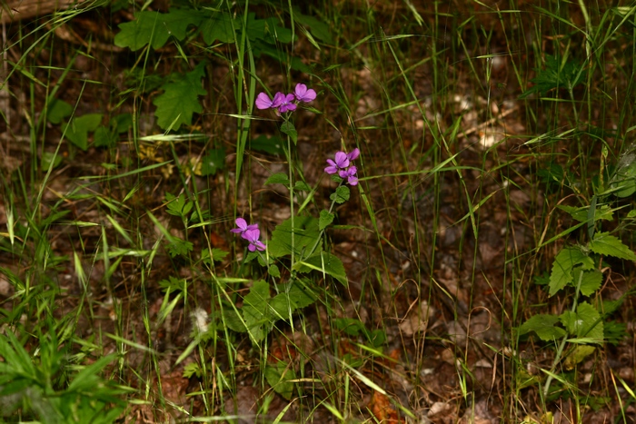 Lunaria annua